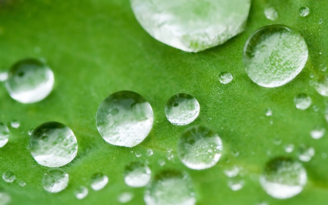 leaf41
