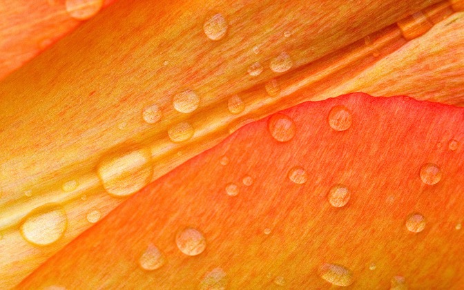 flower25