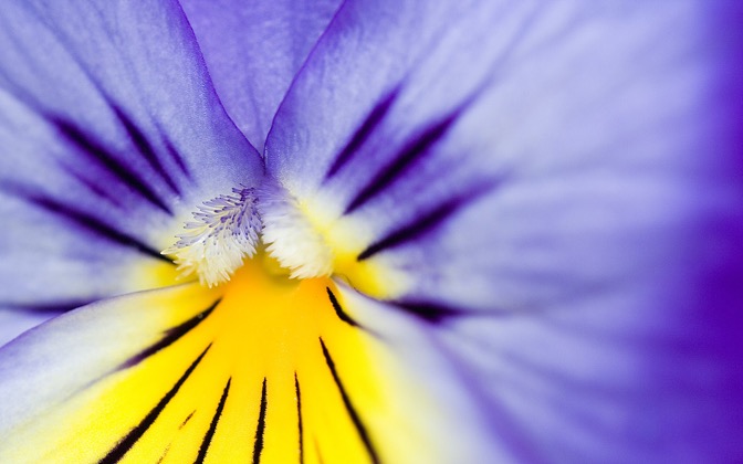 flower24