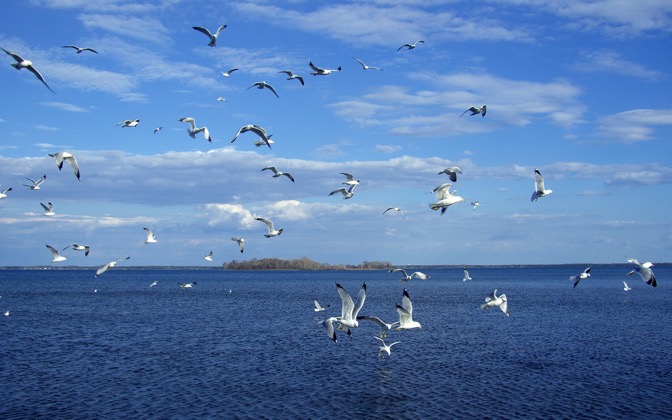 seagulls