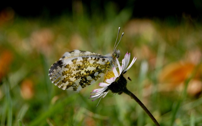 summerbutterfly