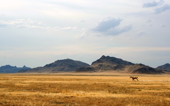 wildhorse