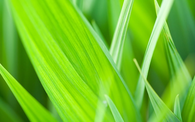 leaf40