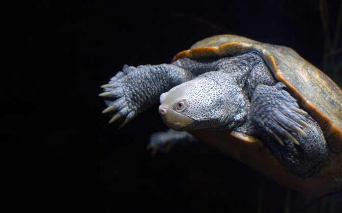 baltimoreturtle