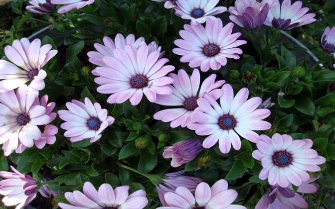 purpleflowers