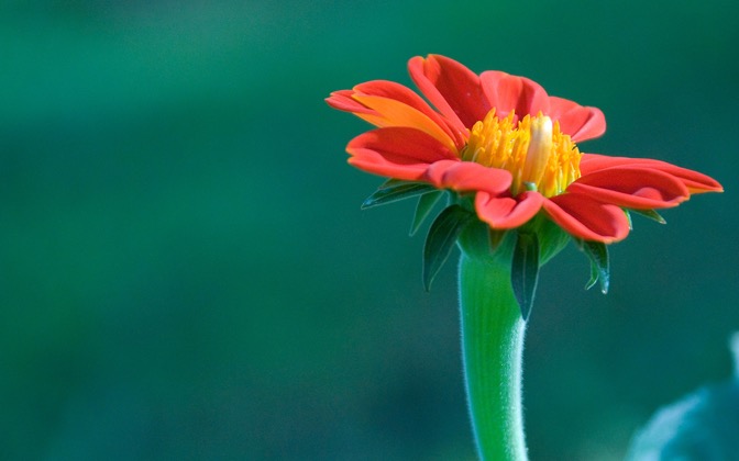 redgerbera