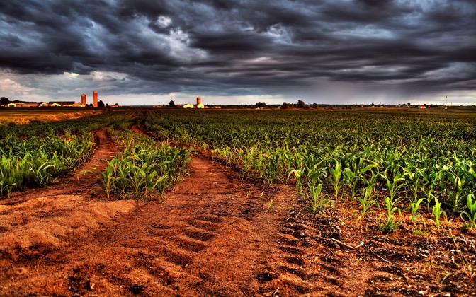 cornsunset
