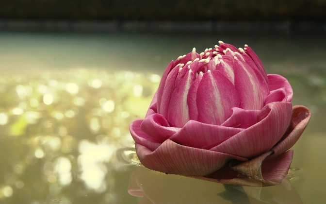lotusthailand