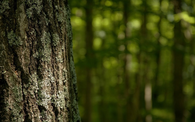 lichen