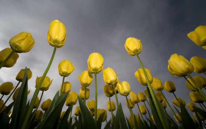 lowangletulips