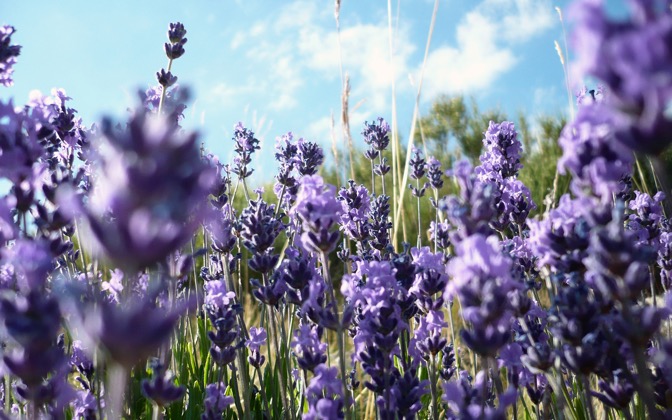 lavander