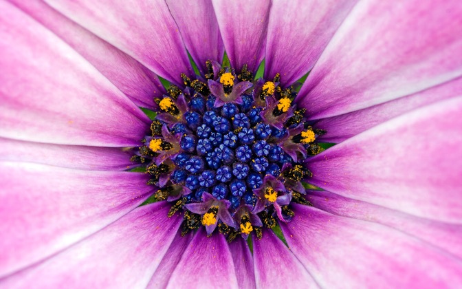 flower29