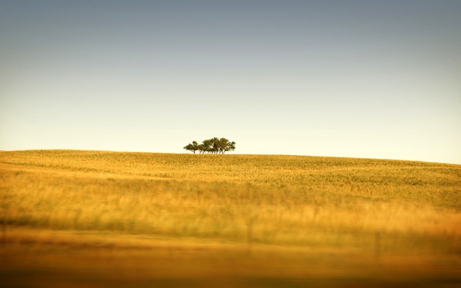 saskatchewansonlytrees