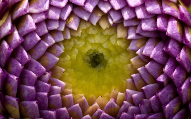 dahliabud