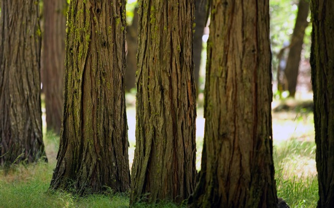 yosemitewoods