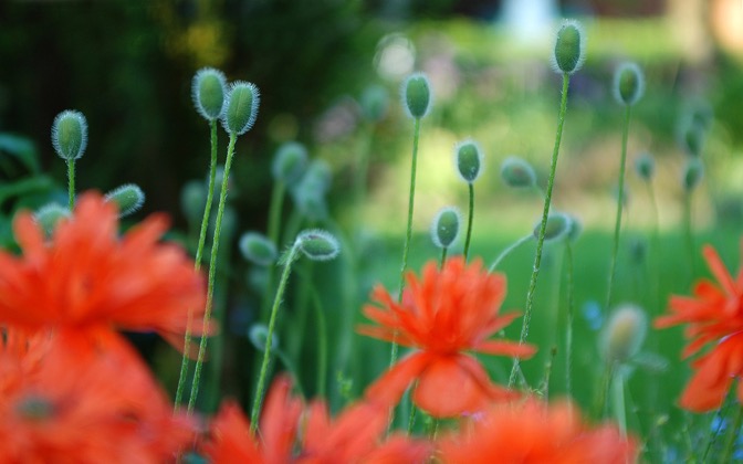 garden