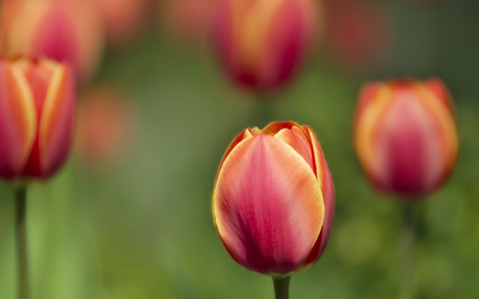 tulips