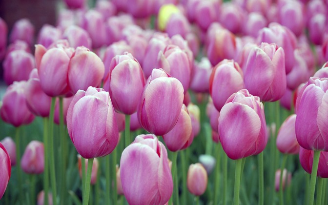 pinkblosmitulips