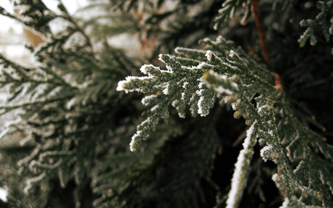 agreenwinter