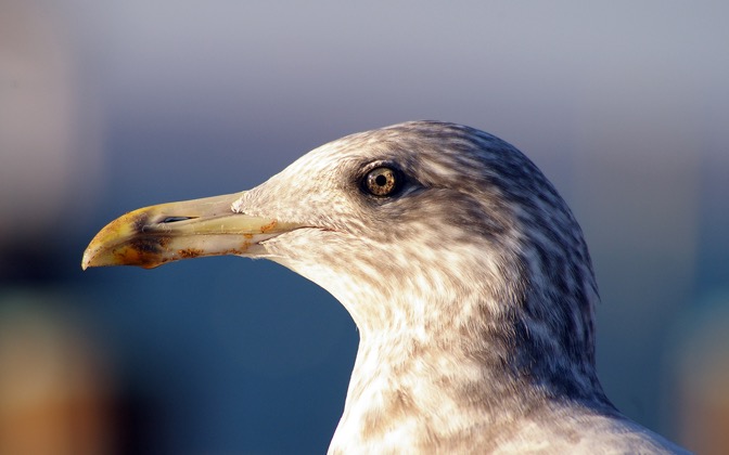 seagull