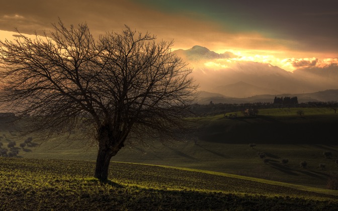 treeandthemountain