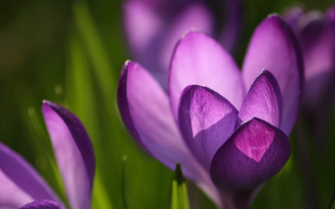 crocus