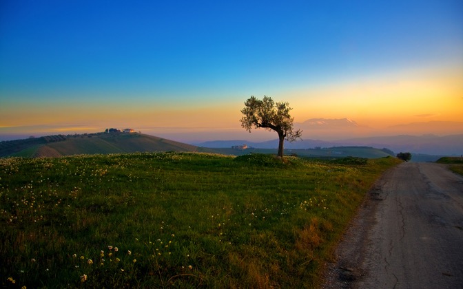 treeandthesunset