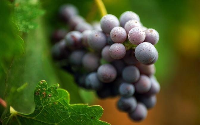 harvestgrapes
