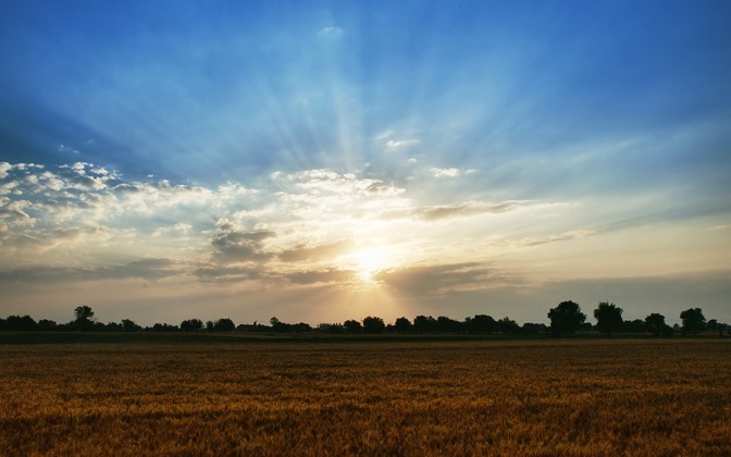 thefieldii