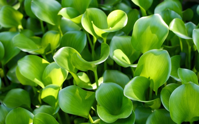 greenparadise