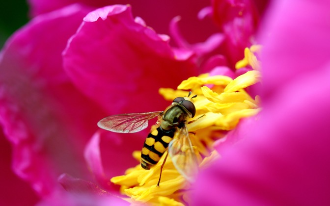 pinkbee