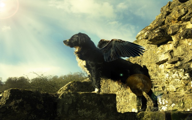 withusflyingdog