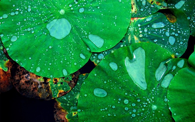 lotus