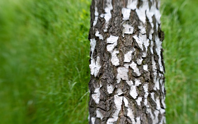 texturedtree