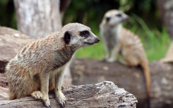 meerkatwatch