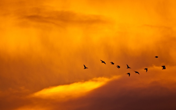 sunsetandbirds