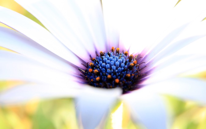 whitebeauty