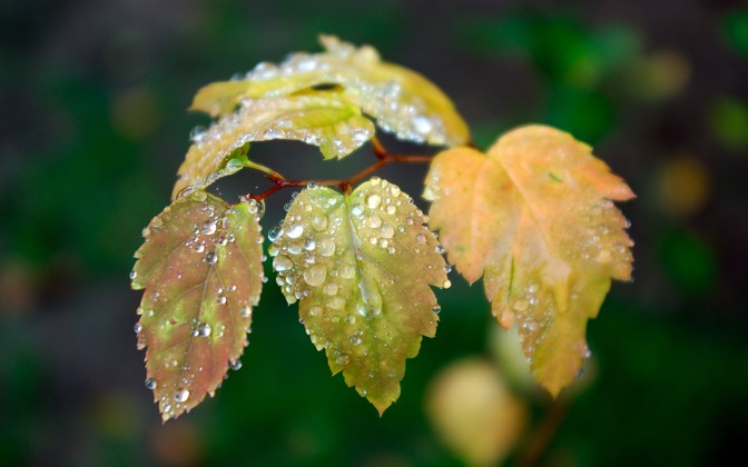 leaftopliquidtrap