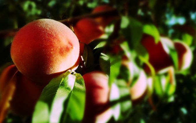 blurrypeaches