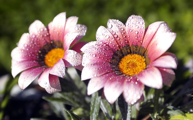 morningdew