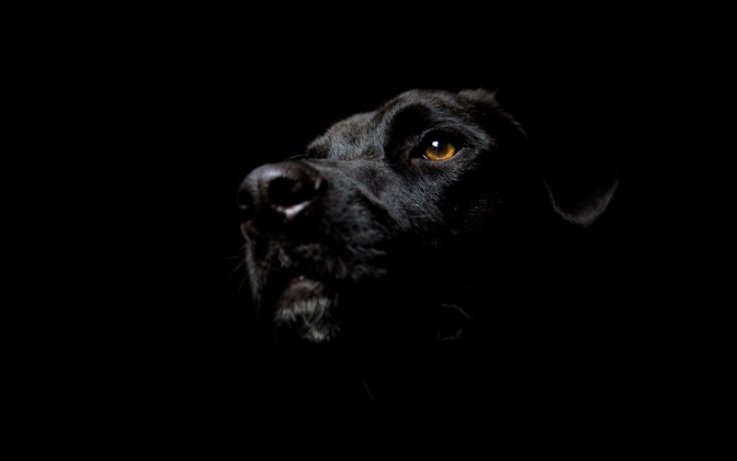 noiresquedog