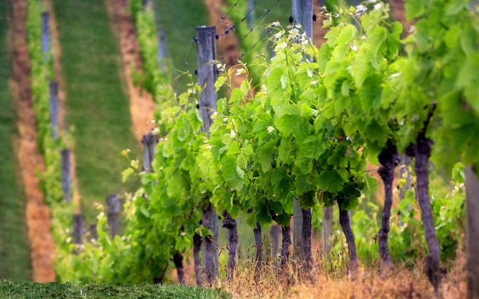babywine