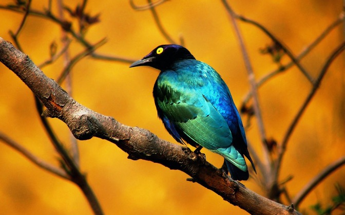 bluebird
