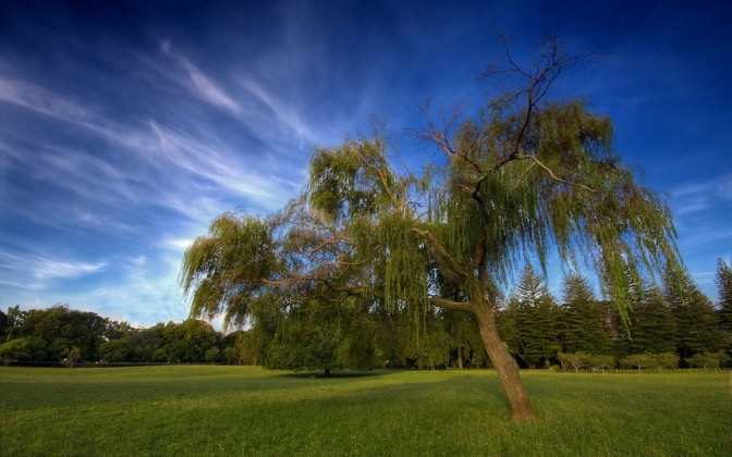 willow
