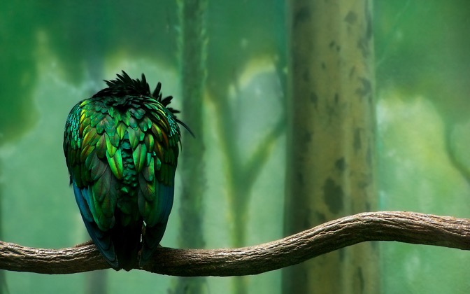 birdonabranch