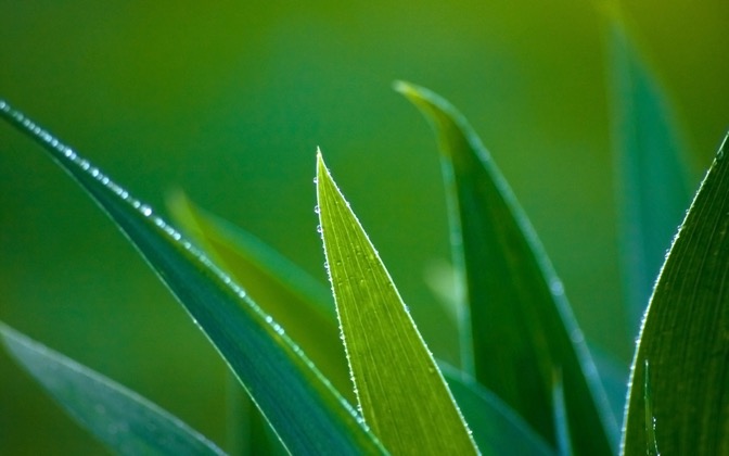 leafwithwaterdrops
