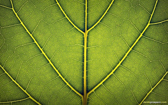 looseleaf