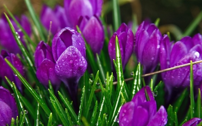crocusesaftertherain