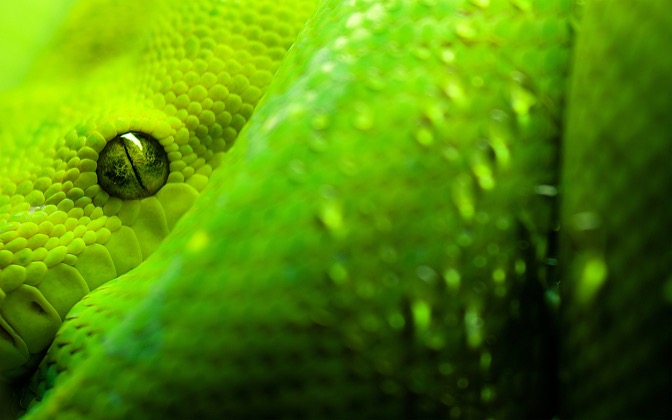 moreliaviridis