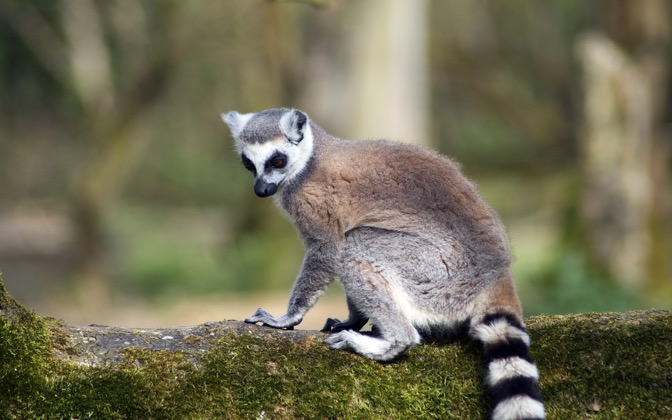 ringtailedlemur
